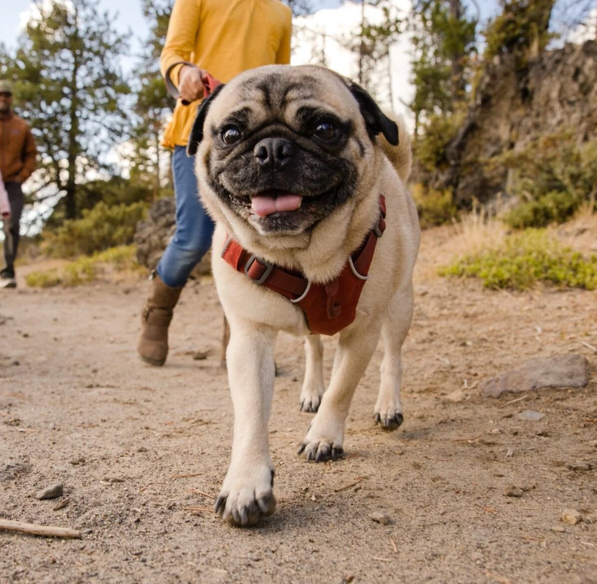 WuffiesUK's tweet photo. Time for a new adventure? Upgrade your harness! 🐶 

New dog harnesses just in from Ruffwear! Shop now whilst stocks last 👉 https://t.co/DOYq8Px8QR

#dogs #cutedogs #adventure https://t.co/nJvvztcbcX