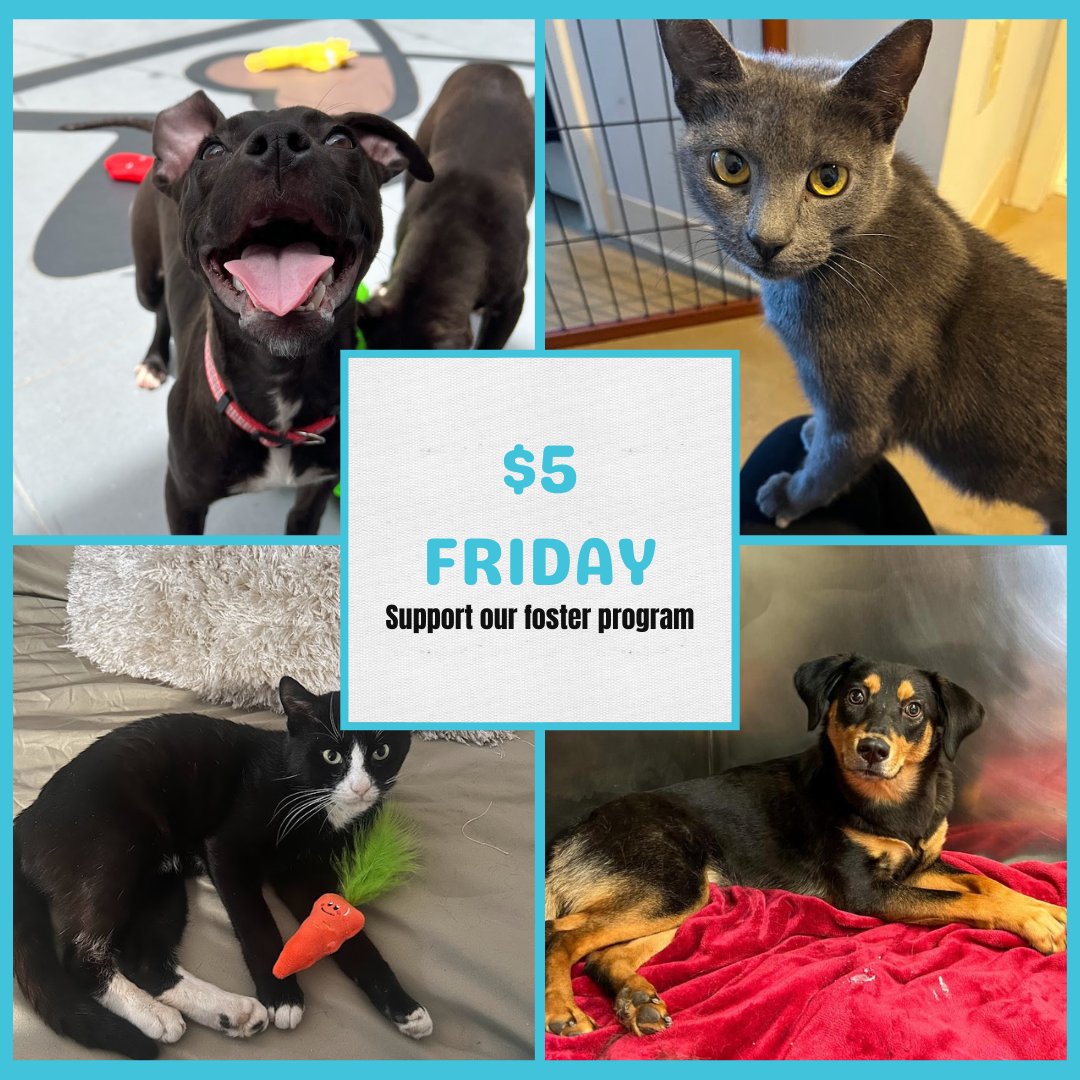 It’s that time of week again - $5 Friday Your $5 donation can provide essential supplies for the animals in our foster program while waiting for their forever🏡 Donations can be made through this post, our website, or our Venmo @morrisanimalrefuge.