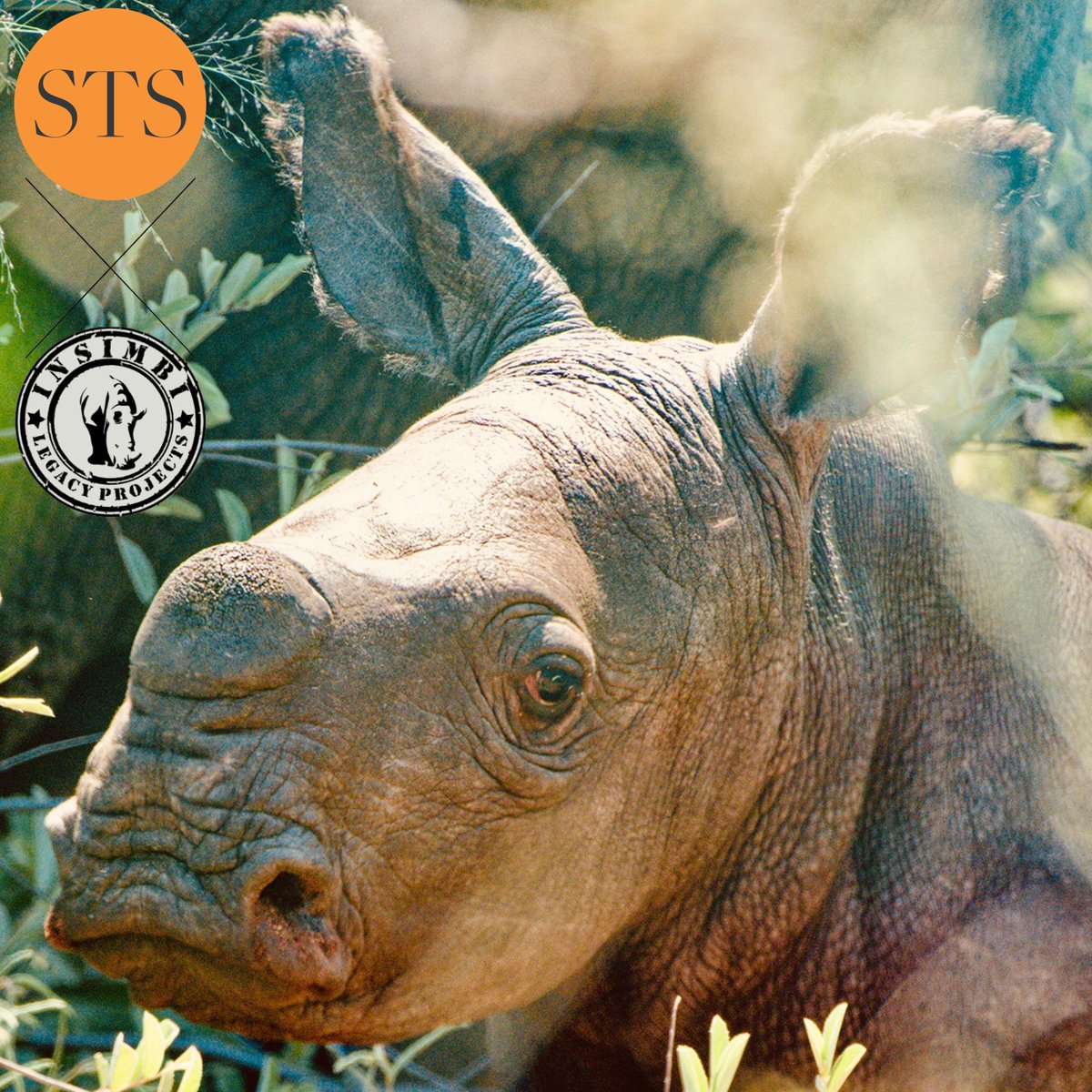 🌿🦏 Exciting news from Insimbi Reserve! A Southern White Rhino calf has been born, symbolising hope & the success of conservation efforts. Thanks to your support, Saving The Survivors has provided vital care, anti-poaching efforts, & more. This victory is yours too! 🎉