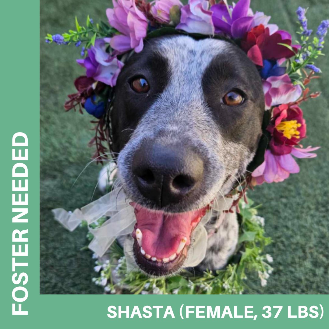 ARRColorado's tweet photo. Foster homes are urgently needed to save Shasta, and many other sweet pups! We cover all costs involved.

💚 Shasta: 3 year old, 37 pound female. She is sweet &amp; socialized. She loves snuggling and other dogs. 

🐾 Apply to foster: https://t.co/B8EuDYhpwV
📧 dogs@arrcolorado.org https://t.co/fPhEhnaqZs