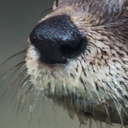MichiganDNR's tweet photo. Do NOT boop this snoot.
Which species do you think it belongs to?
#IdentiFriday https://t.co/lv0q6cp27R