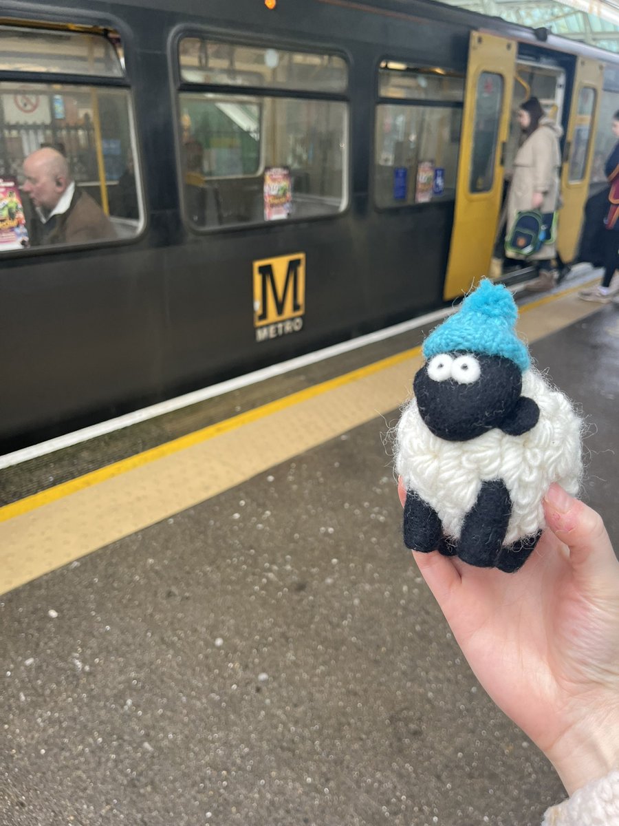 AnnaFayJackson's tweet photo. the sheep saga, part two: sheep rides public transport in newcastle, england. https://t.co/8UTWdWnclJ