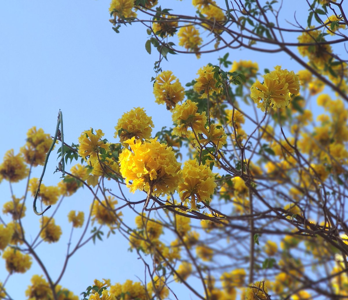 ¿#Araguaney? No, es Flor amarillo, igualmente hermoso pero fácilmente diferenciable por su floración en forma de pompones, mientras el árbol conserva su follaje.
Estas flores permanecen en el árbol durante 4 o 5 días, en el Araguaney las flores permanecen hasta 15 días.
#Maracay