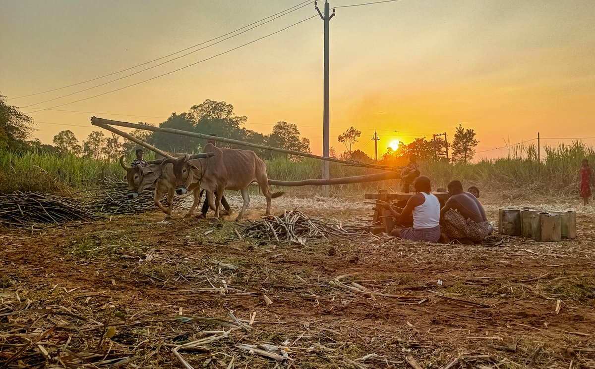 1akashh's tweet photo. ଜୀବନରେ ପ୍ରଥମ ଥର ପାଇଁ ମୁଁ ଆଖୁ ଘଣା ଦେଖିଲି ଓ ଜାଣିବାକୁ ପାଇଲି ଯେ କିପରି ଆଖୁ ରସରୁ ଗୁଡ ପ୍ରସ୍ତୁତ ହୁଏ।
 ସେ ସମୟ ର କିଛି ଫଟୋ।
#SugarChain
#agriculteurs https://t.co/LhfFLF5mx6