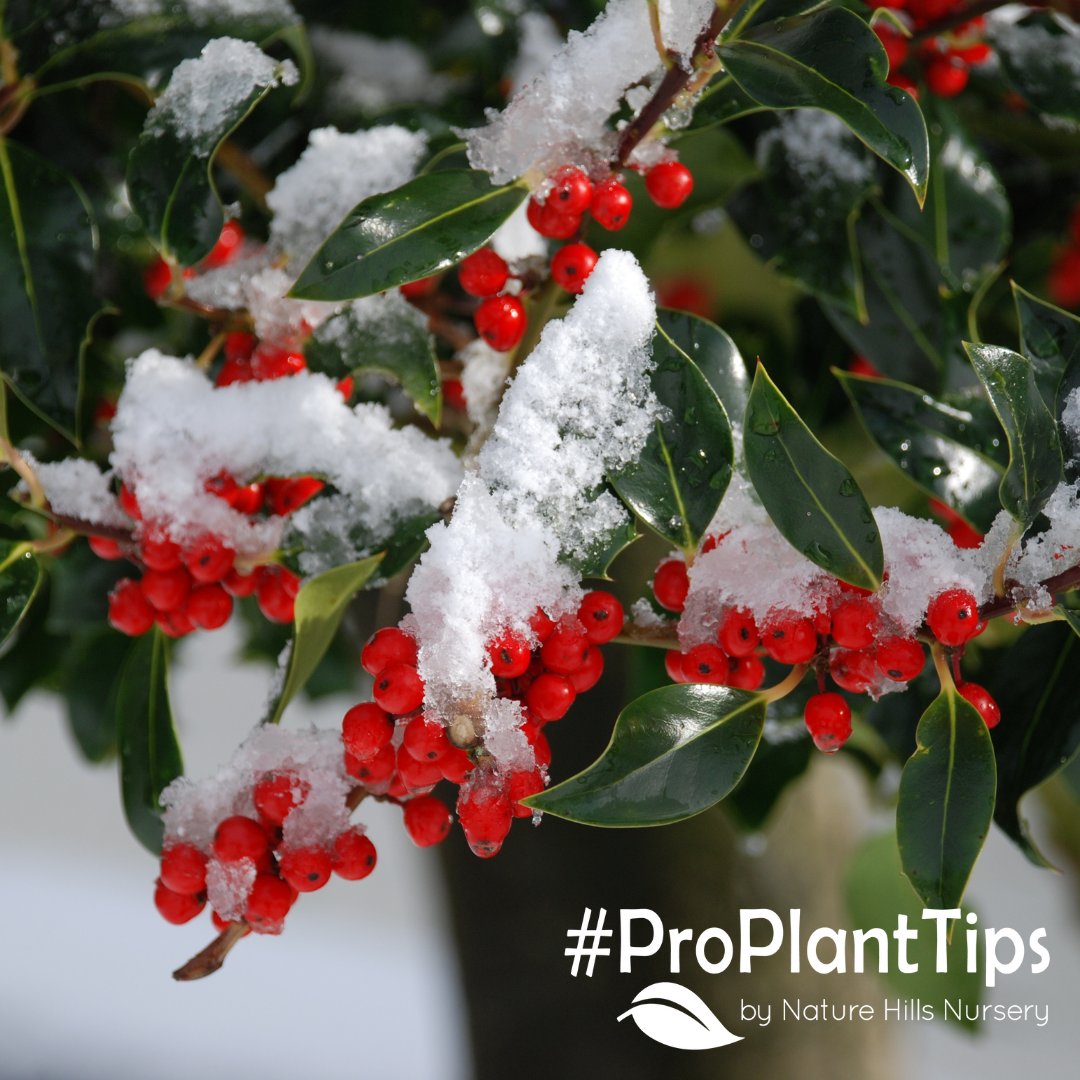 naturehills's tweet photo. Learn all about the Top 5 Winter Plants in our #ProPlantTips blog that was posted today!
👀: https://t.co/9bs1gDsYGs https://t.co/kO5yHlscTh