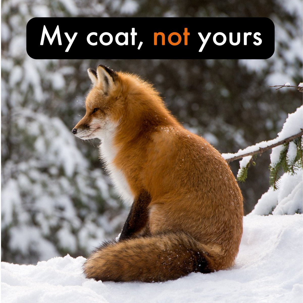 Say no to fur, and save millions of animals from unnecessary suffering 🦊🐾
#SayNoToFur #FurFree #FurFreeBritain