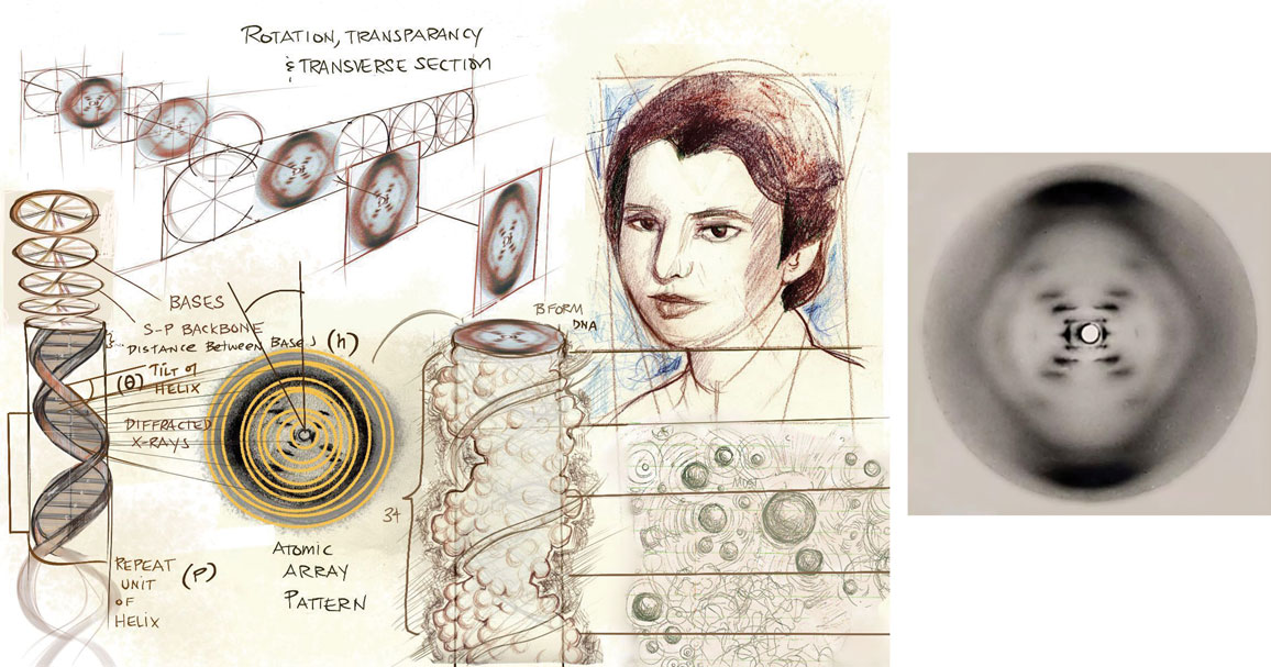 American Scientist tweet media