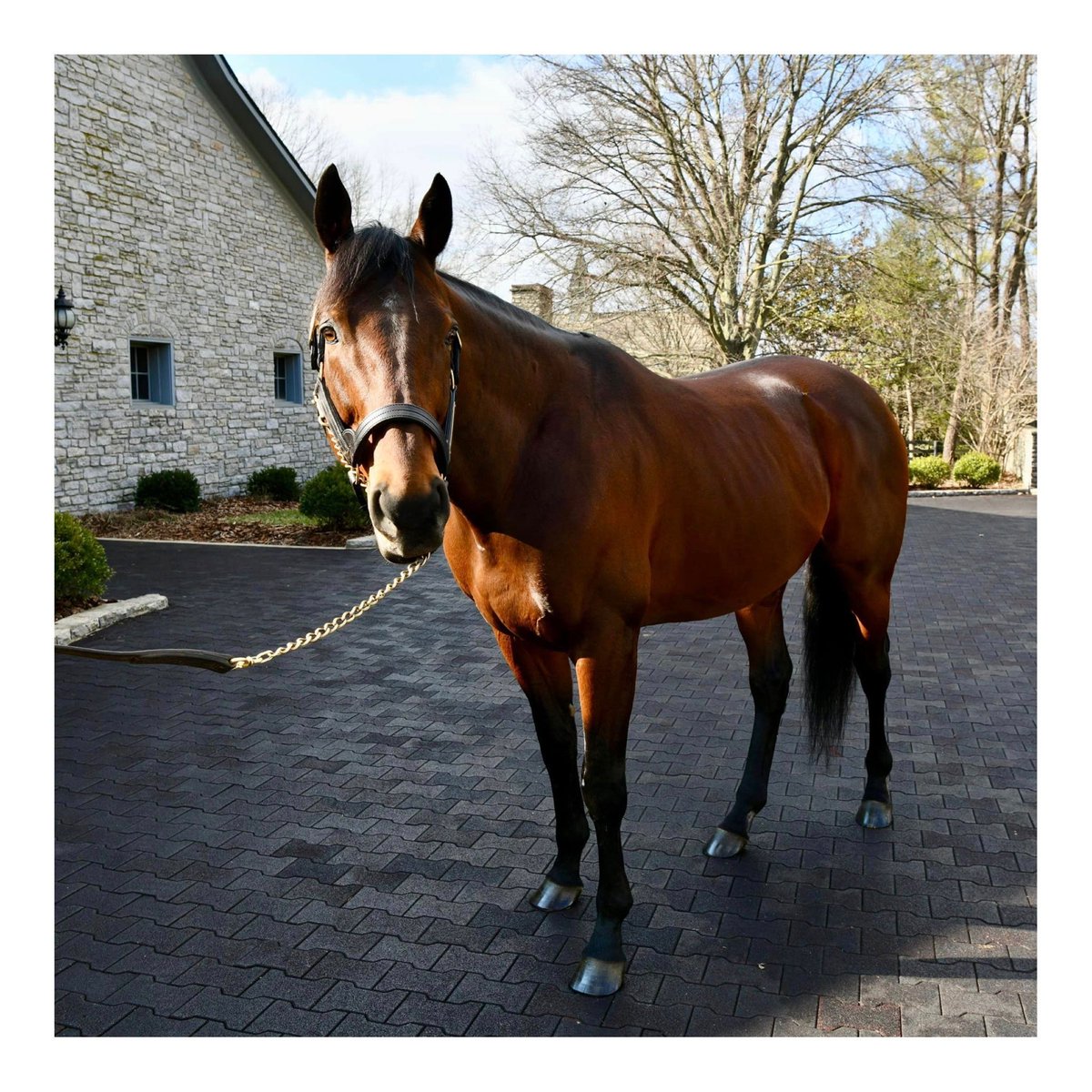 Live_To_Wander's tweet photo. What a wonderful honor to meet Triple Crown Winner American Pharaoh! He is magnificent! ๐โฃ๏ธ๐ https://t.co/0z5GFMFZGU
#LiveToWander #FineArtPhotography #wanderlust #travelphotography #traveladdict #traveler #photographyislife #americanpharaoh #triplecrown #lexington #kentucky https://t.co/O8D3TeyP9V