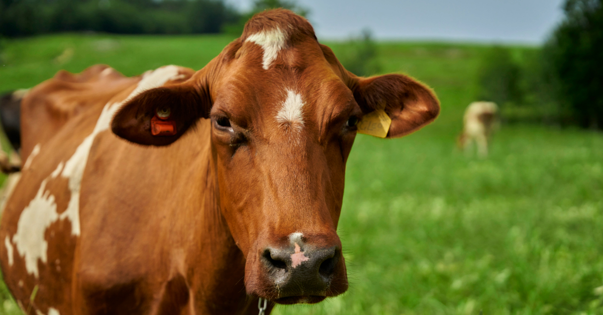 Do you love organic dairy cows as much as we do?

💚 Yes! 🐮
🔁 The option above