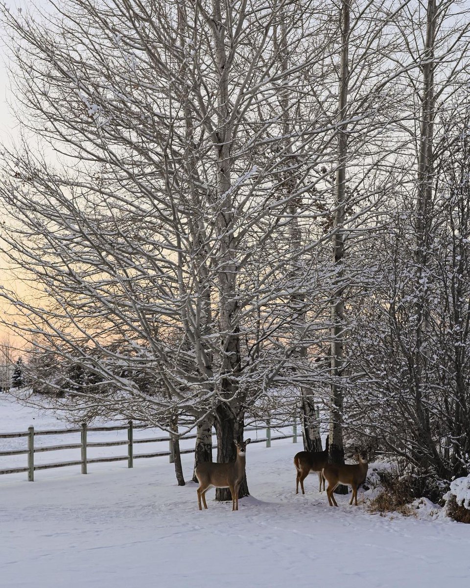 onlyinbozeman's tweet image. Backyard visitors 🦌

📸: @catherineyoungcreative
•
•
•
#VisitBozeman #OnlyInBozeman #Montana #BigSkyCountry #BozemanMontana #Yellowstone #FourOSix #Bozeman #MountainsAreCalling #VisitYellowstone #VisitMT #MontanaMoment #RecreateResponsibly #VisitBZN #Deer #WildLife