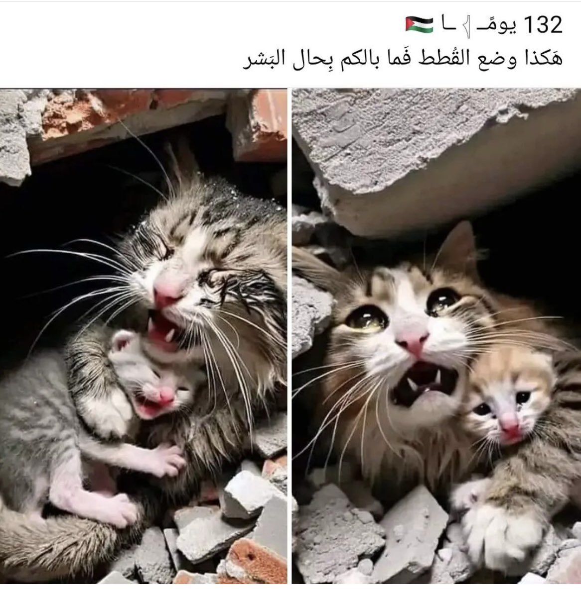 A_AlRamli's tweet photo. هكذا وضع القطط..
فما بالكم بحال البشر..؟!
#غزة 
#غزة_تستغيث 
#غزة_تنتصر 
#فلسطين 
#المسجد_الاقصى https://t.co/30EkguEpQF
