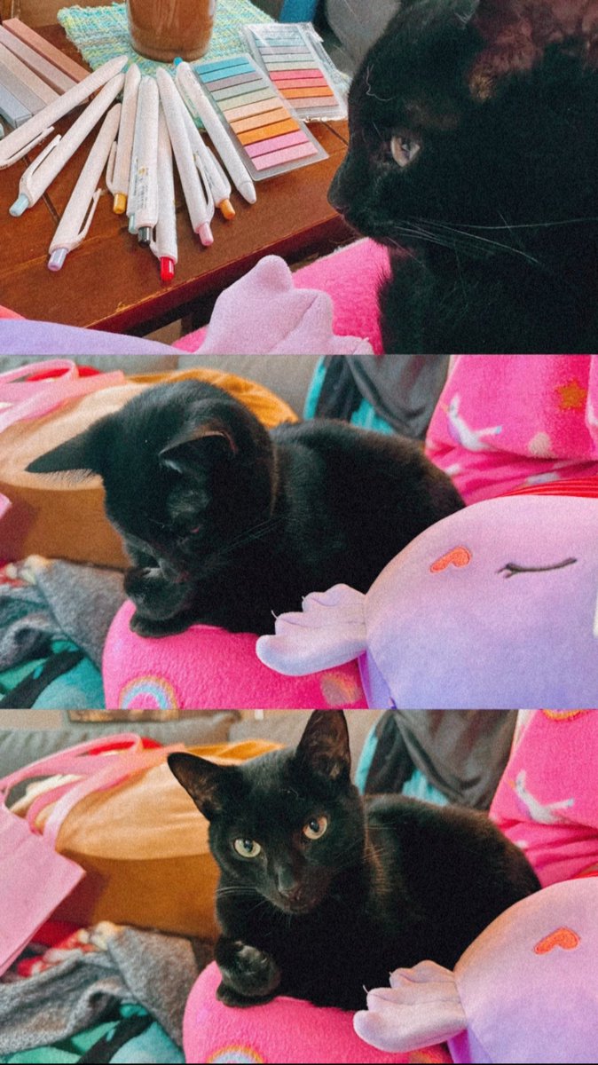 juniebbugginyou's tweet photo. 🐱 https://t.co/34qj5a6jUN