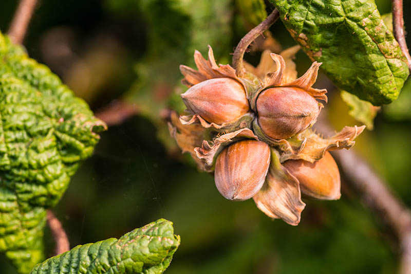 Gardeners_Path_'s tweet photo. How to Grow Hazelnut Trees - go nuts for hazelnuts! Also known as filberts, are easy-to-grow compact trees that begin producing buttery sweet nuts in just a few years. Read more on Gardener's Path. https://t.co/kDSpia1TDj #hazelnuts #nuttrees https://t.co/OsnqU2pb32