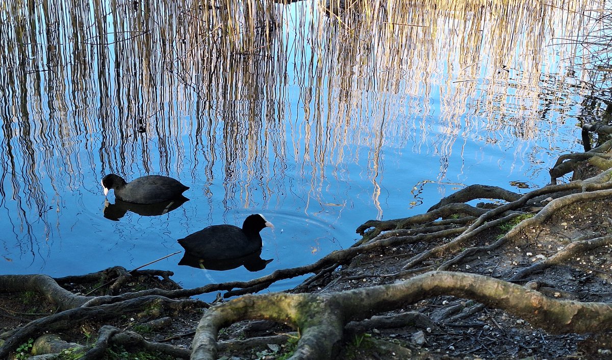 BevHunt72's tweet photo. Completed #Walk37 of my 55 walk challenge today - 6.4 miles, 14,792 steps and took 4 hours, with plenty of stops to take photos π.. with every step I hope to raise awareness of #OneMedicine and funds for @HumanimalTrust. Pls click below for more info.:
https://t.co/9UUUGXoP5Q https://t.co/HUY6cELFnY