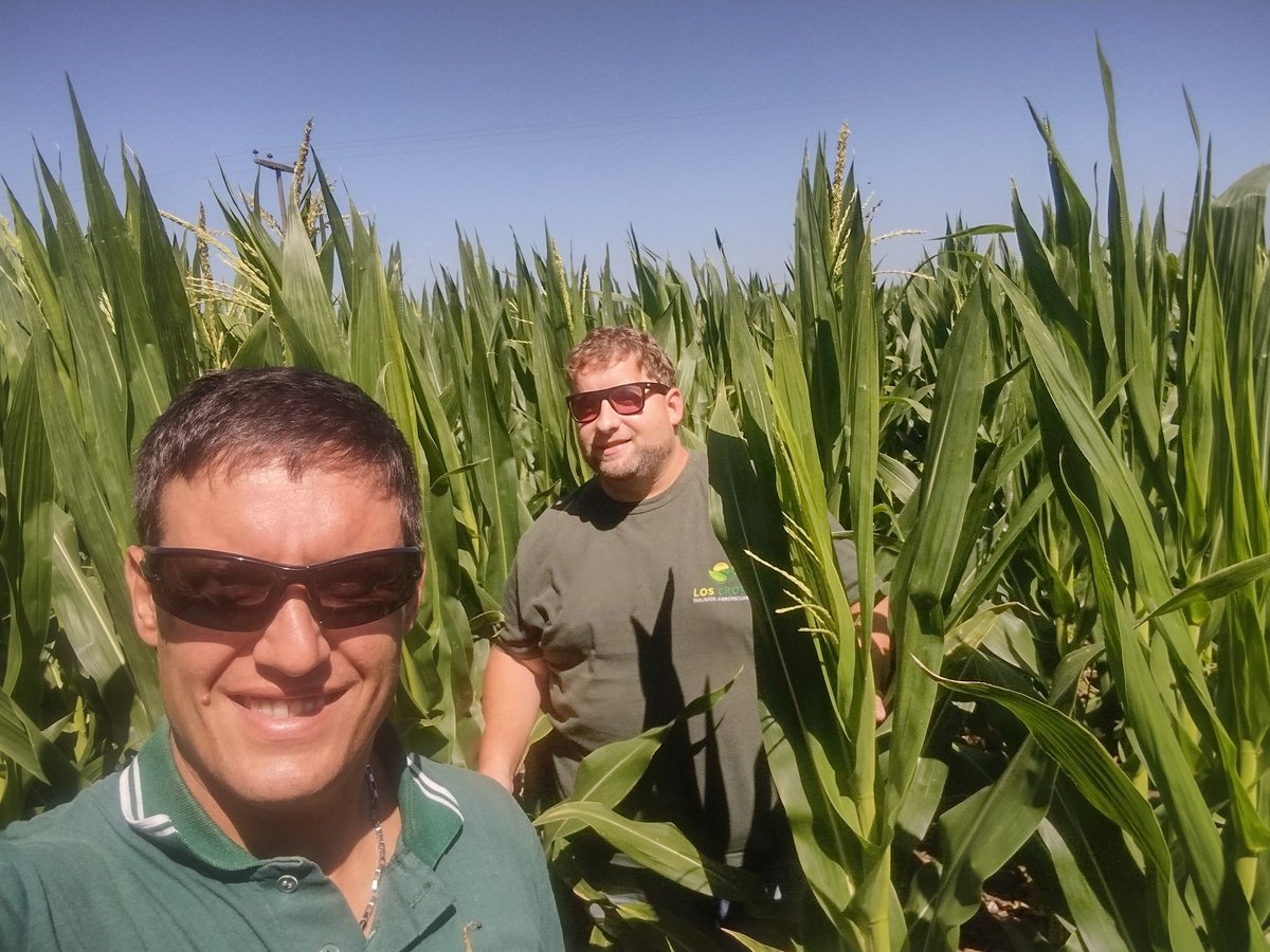 ImhoffDiego's tweet photo. Recorrida justo a Los Crotti a campos de productores , hoy en especial Acrux pwue, excelente desarrollo, sanidad y potencial .
@ALZ_Agro 
@semillasnord https://t.co/sQNuTRIIOy