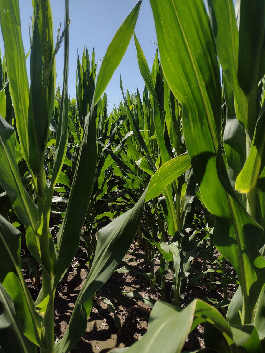 ImhoffDiego's tweet photo. Recorrida justo a Los Crotti a campos de productores , hoy en especial Acrux pwue, excelente desarrollo, sanidad y potencial .
@ALZ_Agro 
@semillasnord https://t.co/sQNuTRIIOy