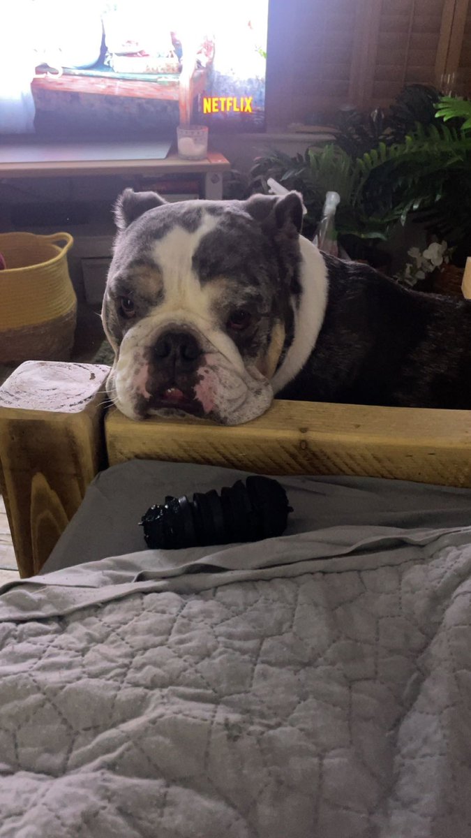 Friday = waiting for hoomum &amp; hoodad to get all settled with there foods and a film, so I can then become a Tasmanian devil. #itsmyplaytime #bulldog #fyp #FridayMood #WeekendVibes #dogsofx