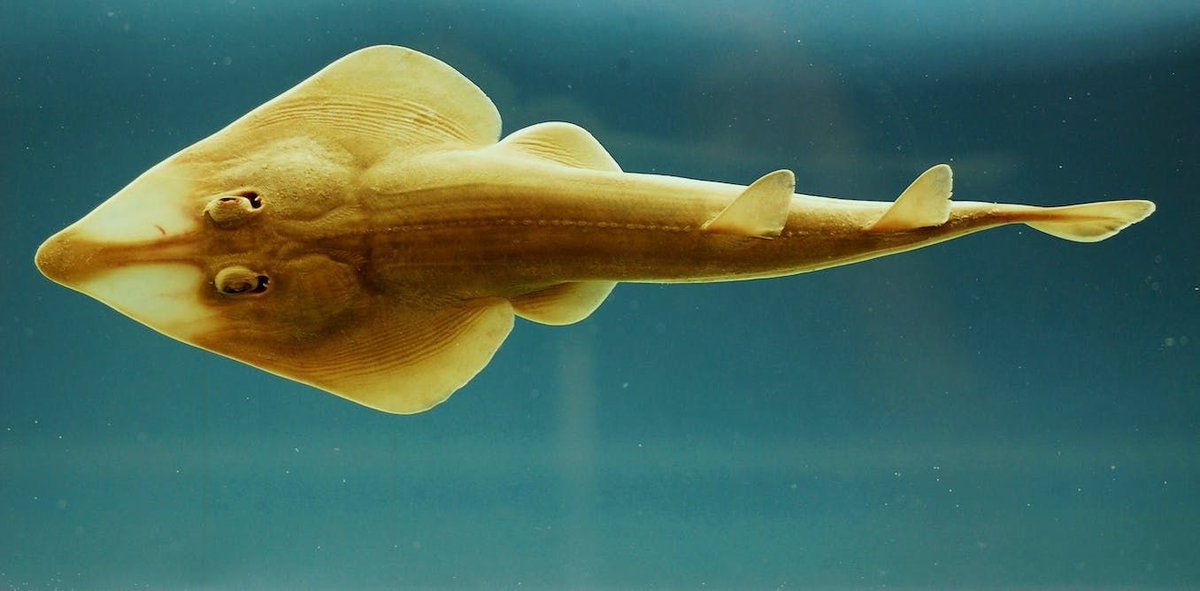 IUCN SSC Shark Specialist Group tweet media