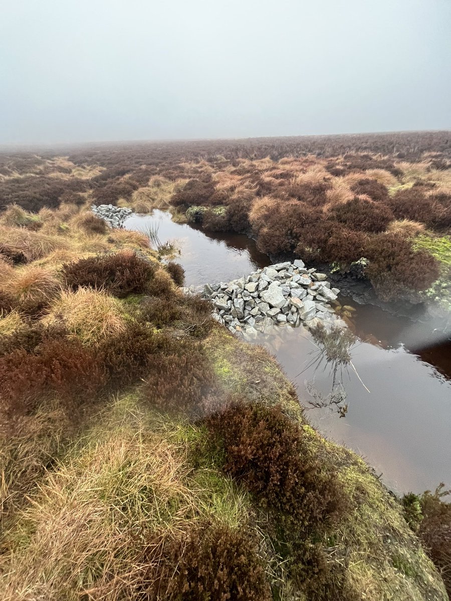 See these stone dams being put to the test post-heavy rain 🌧️

Their permeable structure facilitates slower water flow, reducing the intensity of river inflow. Any eroded peat or sediment is also caught behind them allowing vegetation such as #sphagnum moss to build up 🪨💧