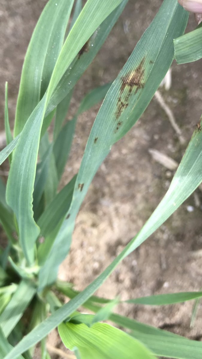 TeiaG2012's tweet photo. Algunes visites a #ordis amb bona vegetació (bon fillolament) que ja presenten símptomes de malaltia. #fongs #Helmintosporiosi #Rincosporiosi. https://t.co/RskAwx4qQI