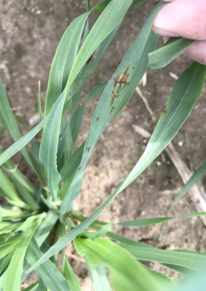 TeiaG2012's tweet photo. Algunes visites a #ordis amb bona vegetació (bon fillolament) que ja presenten símptomes de malaltia. #fongs #Helmintosporiosi #Rincosporiosi. https://t.co/RskAwx4qQI