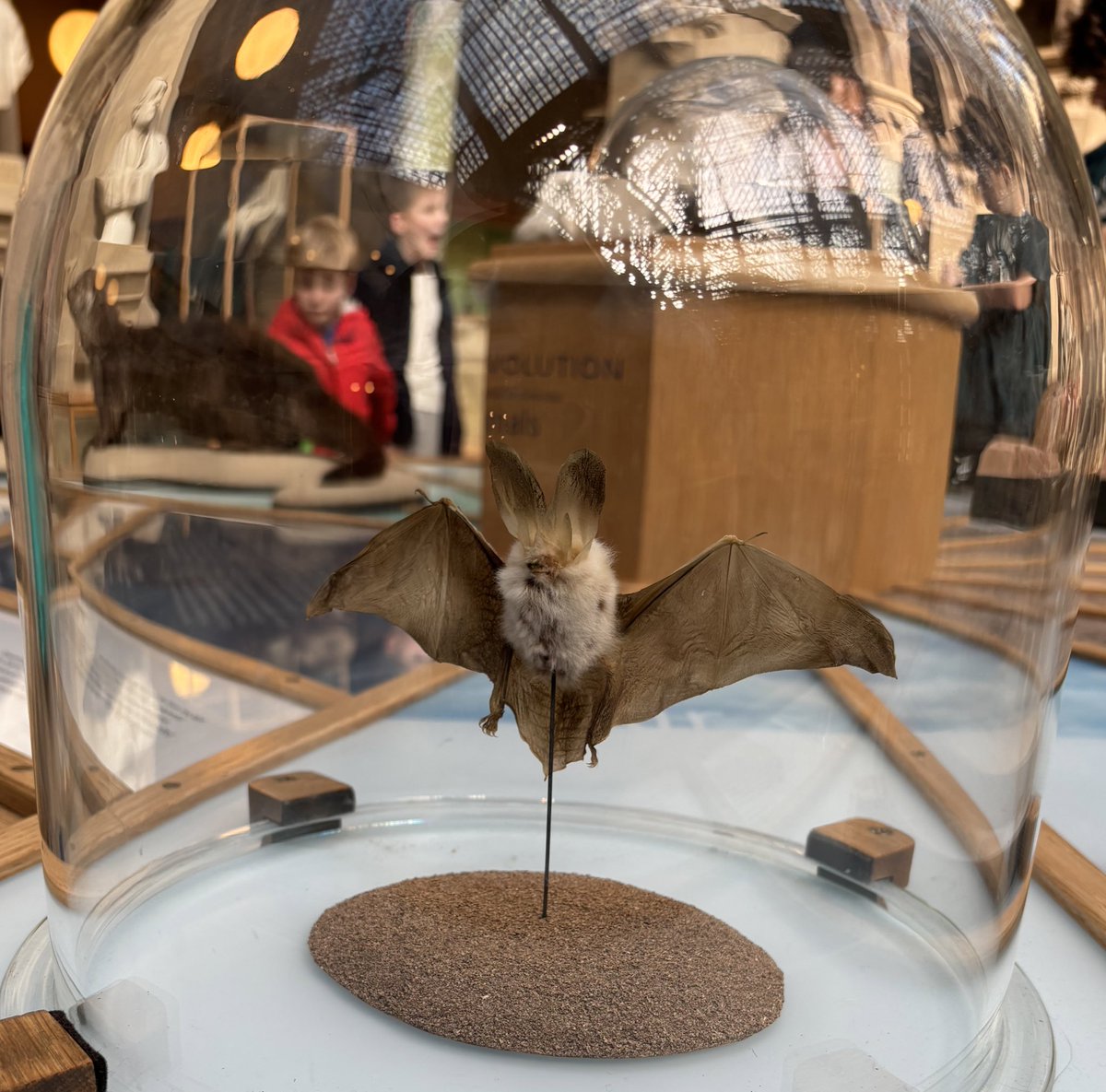 aslepage's tweet image. What a cutie! Spotted @morethanadodo Quite possibly my favourite museum (with @Pitt_Rivers) even when heaving at half term 😍

#MuseumFun #TheBrightside
