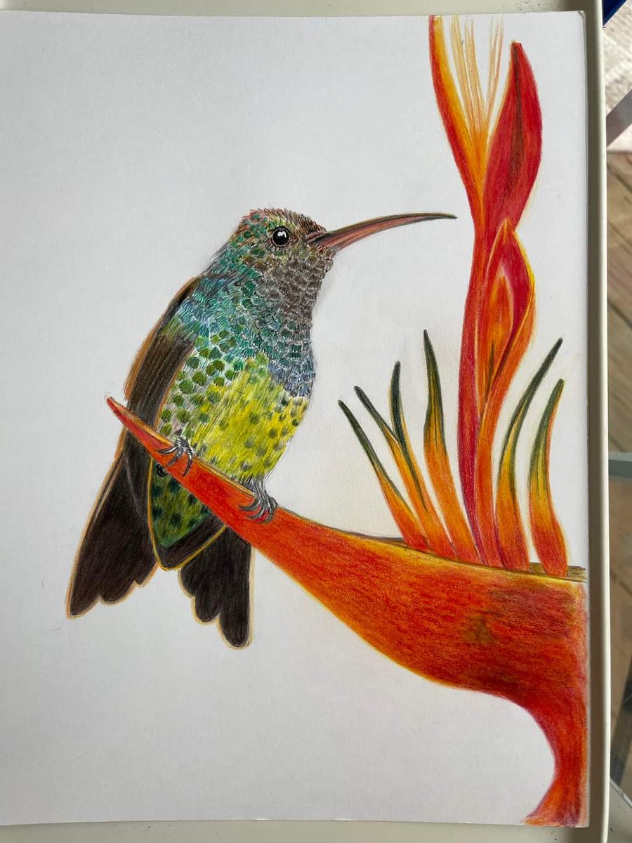 VrestrepoCom's tweet photo. A few days ago, I shared the process of this #hummingbird with polychrome pencils, and now I think I have finished it. But I never know until a while later.
#watercolorpainting
© Victoria Restrepo https://t.co/FWVdGxqEiw