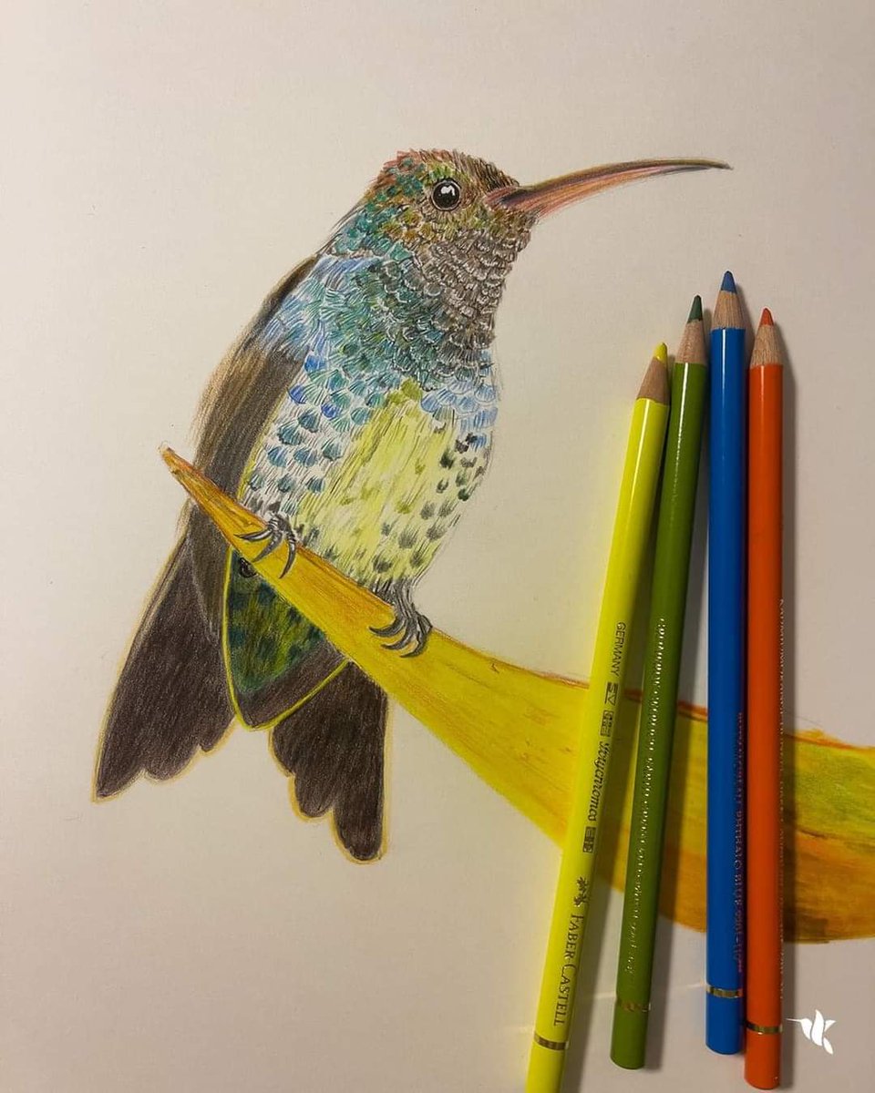 VrestrepoCom's tweet photo. A few days ago, I shared the process of this #hummingbird with polychrome pencils, and now I think I have finished it. But I never know until a while later.
#watercolorpainting
© Victoria Restrepo https://t.co/FWVdGxqEiw