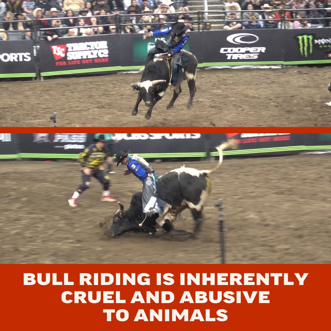 🔥Yesterday, we released a press release about the 2 bull riding protests  being held at the Crypto. com Arena in L.A. The PBR (Professional Bull  Riders) lawyers tried to get our press