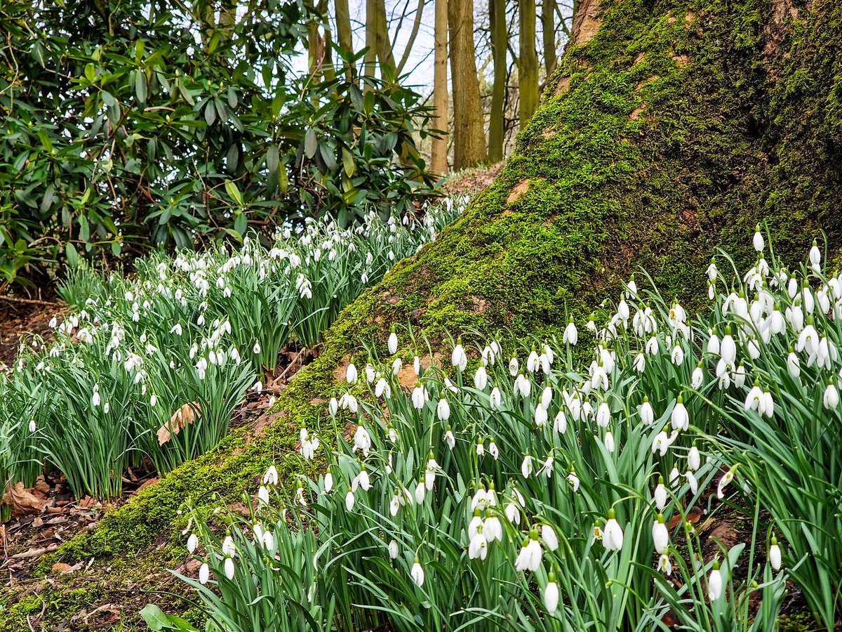 davidhall1888's tweet photo. Great walk @Rode_Hall #snowdrops #RodeHall https://t.co/mc8KqM6pnI
