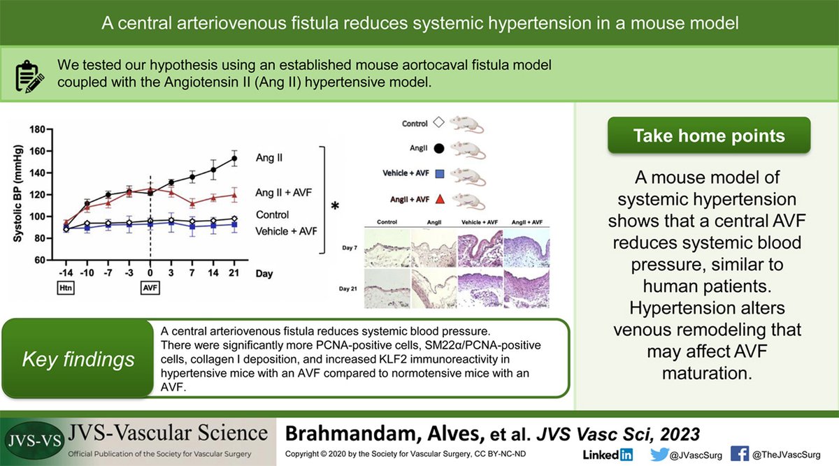 Congratulations @andybrahm and @rafaelsalomaoalves on their new @JVS_VascSci paper doi.org/10.1016/j.jvss… showing that an AVF reduces systemic hypertension in a mouse model; great translational science! @YaleMed @YaleVascular @YaleSurgery @VascularSVS