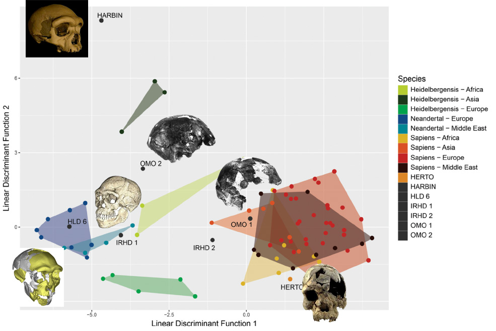 More exciting science from #SouthAmerica ✨! Super interesting paper from #Brazil by by Walter Neves @paleorocha and colleagues 😍 The latest steps of human evolution: What the hard evidence has to say about it? sciencedirect.com/science/articl…