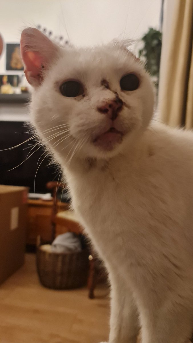 MyloStreet's tweet photo. Thank you all for your wishes of love 😽
Message from my servent:
Mylo is slowly getting better now after 2 very poorly months. 
He might even make an appearance outside over the weekend 🙏🏻😽😸 https://t.co/UcVFTSn7WX
