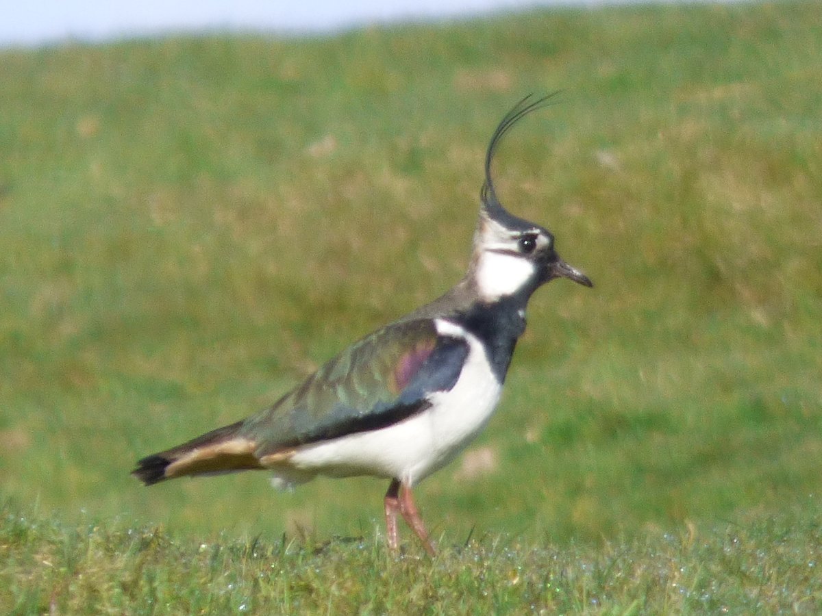 Tweet of the Day from #StopCalderdaleWindFarm: First #lapwings of the season spotted by local resident in Crimsworth Dean on the moor above Hebden Bridge today, just near where 2 of the 65 turbines would be sited if this scheme goes ahead stopcalderdalewindfarm.co.uk #savewalshawmoor