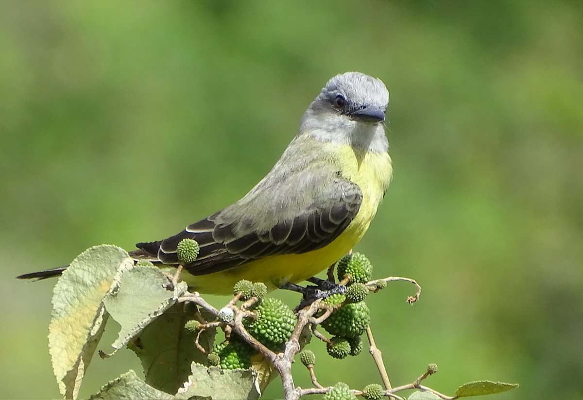 Juancho Sinisterra 🇨🇴 tweet media