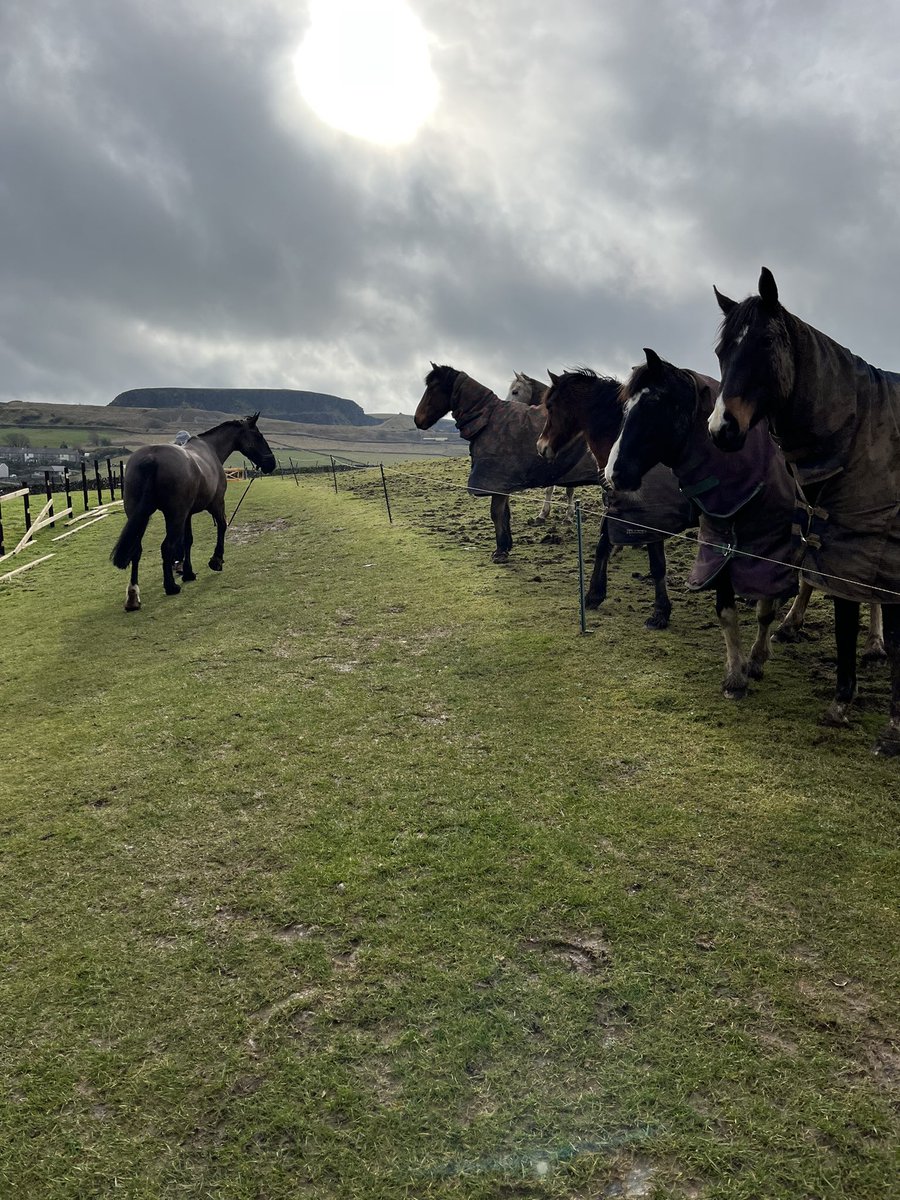 Not just me that thinks my mares a beauty. Valentine walk up the hill