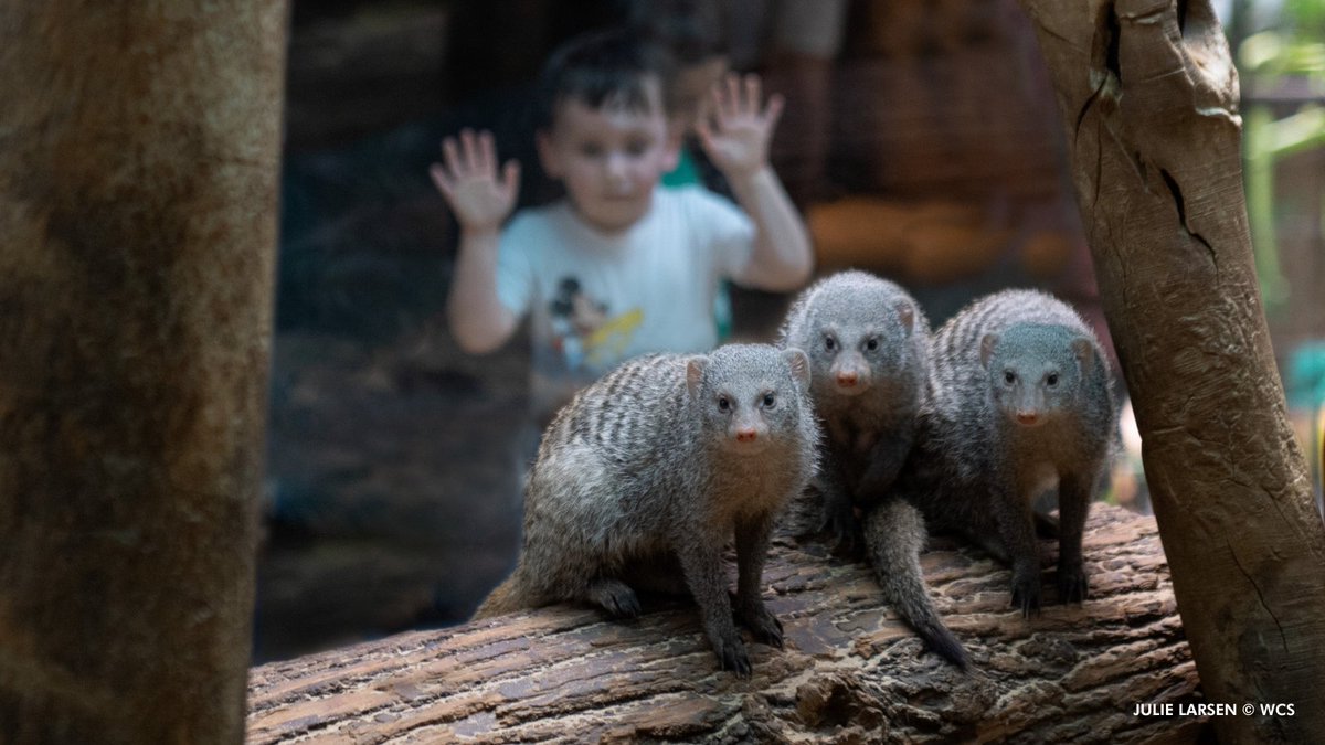 This school break, come and get friendly with our mob of banded mongoose. While some mongoose species are solitary, banded mongoose live in large groups with complex social structures.