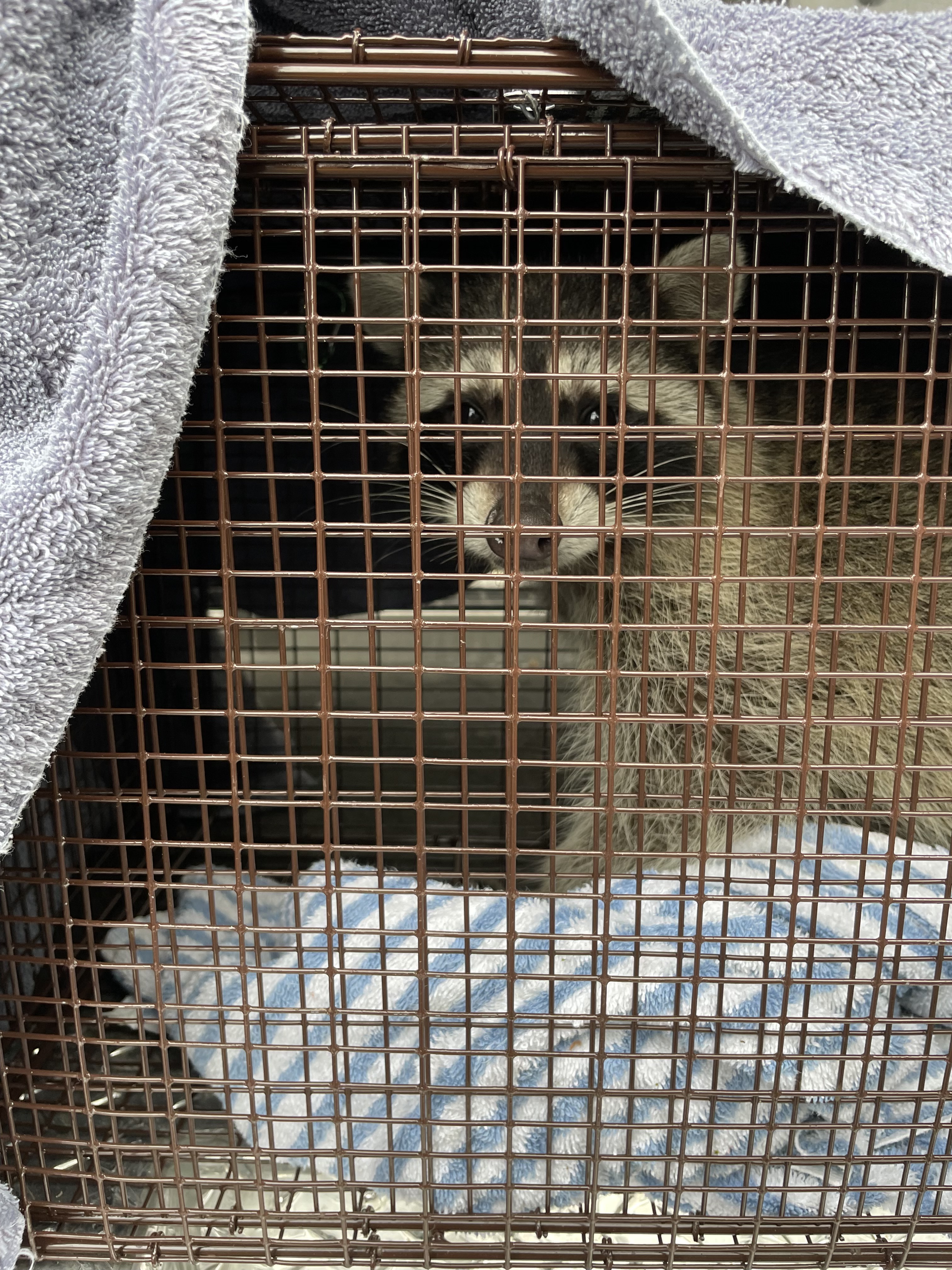 Sf animal best sale shelter