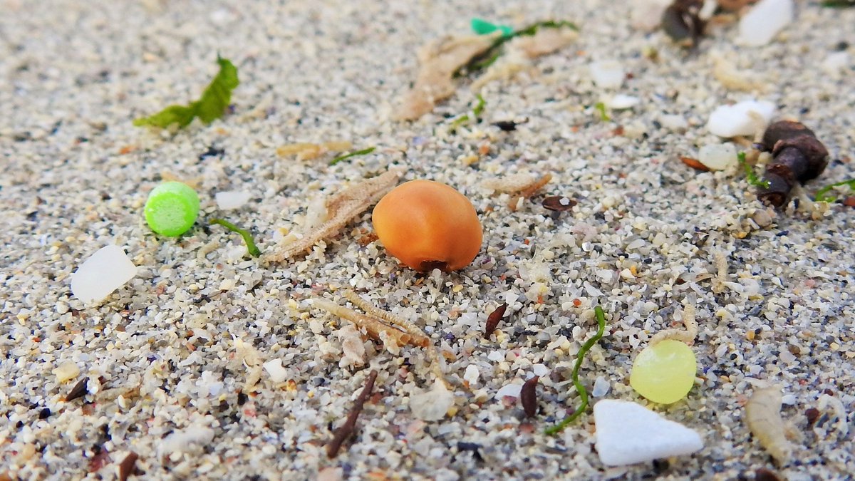 A new drift seed for us on Vatersay after work: Ipomoea alba, lodged among the nurdles on the strandline after a 4000 mile journey across the Atlantic. Thanks to @peediepuss for encouraging us to look for the smaller things on the beach!