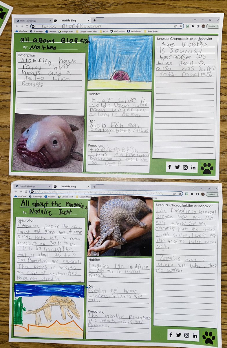 MsMaeveWyatt's tweet image. My students researched different unusual animals for their wildlife blogs! Check them out! #HMHIntoReading #Module6 🦓🐅🐆🐘🦍🦒🦘🦏