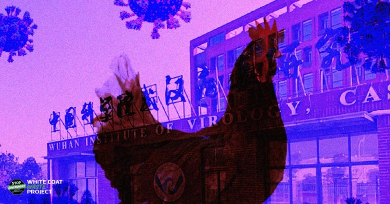 WhiteCoatWaste's tweet photo. EXPOSED: WCW has uncovered how the USDA is spending $1M to conduct dangerous bird flu gain-of-function studies with the Chinese govt and a #WuhanLab experimenter.