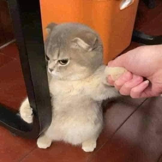 Egyptianmemees's tweet photo. = زعلتي
-  لا ابداً ..
= انا طول اليوم : https://t.co/qBNPnH8ddz