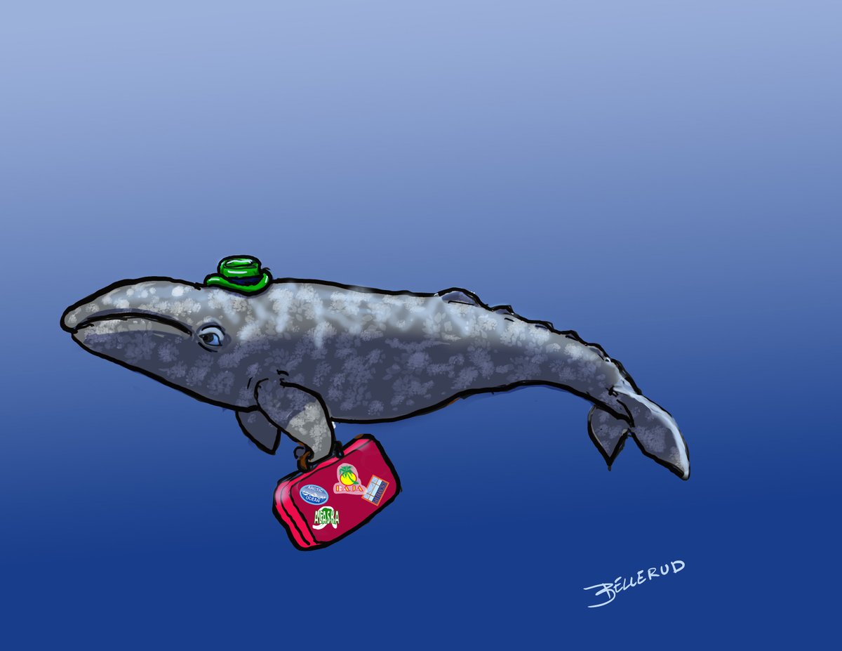 Did you know gray whales make one of the longest annual migrations of any mammal, traveling about 10,000 miles round trip.? 🔎 See how scientists track eastern North Paciﬁc gray whales since 1967: bit.ly/48pc97H. Credit: Blane Bellerud, NOAA Fisheries
#WhaleWeek