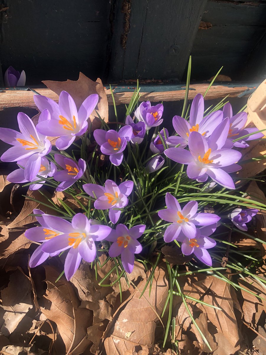 worldmanhere's tweet photo. First signs of spring 🌸 https://t.co/hk0gMgBXyI
