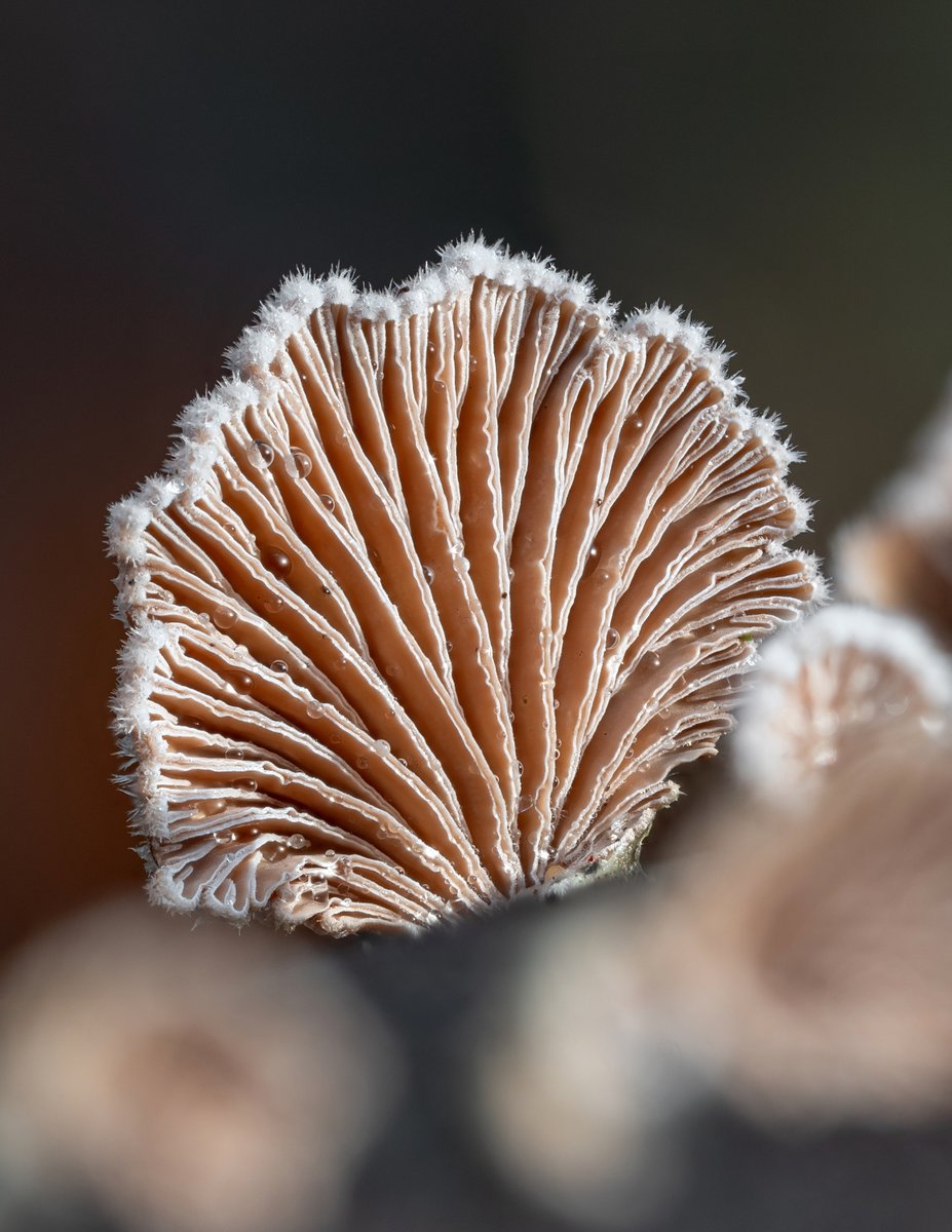 LukesMushrooms's tweet photo. A friday evening fungi pic = #FungiFriday 🙂 This one is from the previous weekend.
🌍 Schizophyllum commune
🇬🇧 Split-gill mushroom
🇩🇪 Gemeine Spaltblättling
🇨🇿 Klanolístka obecná
🇸🇰 Klanolupeňovka obyčajná
#fungi #macro #splitgill https://t.co/KQumzTwgo4