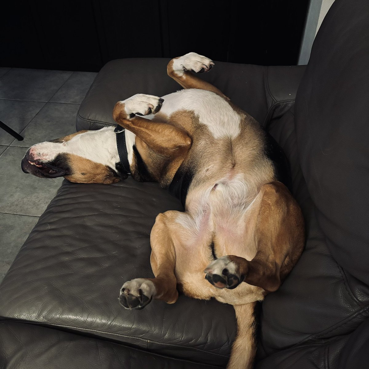 VanerumKatrien's tweet photo. Time to relax zeit em 🥰 #boy #canisvulgaris #bestfriend #dog #weekendmodus #relax https://t.co/TwkkIfVZ2B