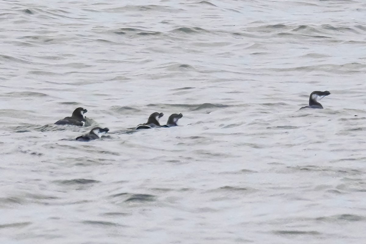 gigi_nyc's tweet photo. A few more fr Saturday's pelagic trip w @APCruises: a northern gannet, common murre, several razorbills, and a (blurry) dovekie eager to get away. #northerngannet #commonmurre #razorbill #dovekie #BirdsSeenIn2024 https://t.co/qEB19xhOQ7
