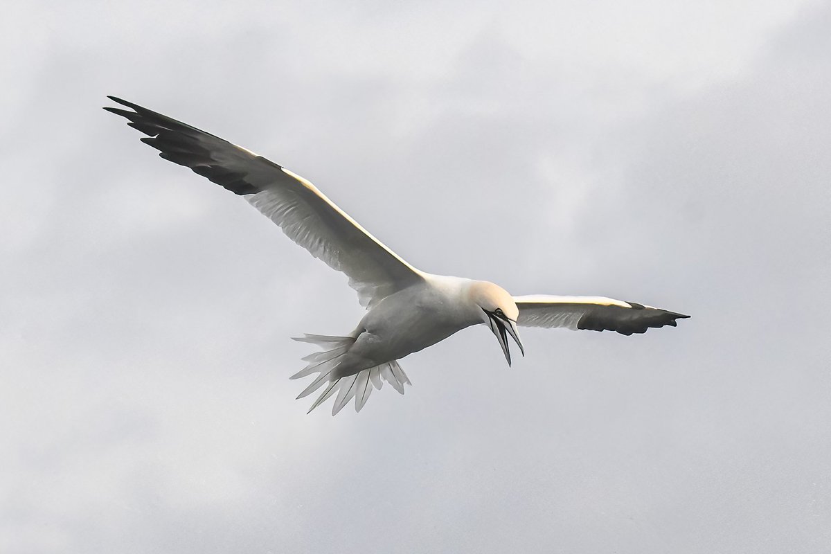 gigi_nyc's tweet photo. A few more fr Saturday's pelagic trip w @APCruises: a northern gannet, common murre, several razorbills, and a (blurry) dovekie eager to get away. #northerngannet #commonmurre #razorbill #dovekie #BirdsSeenIn2024 https://t.co/qEB19xhOQ7