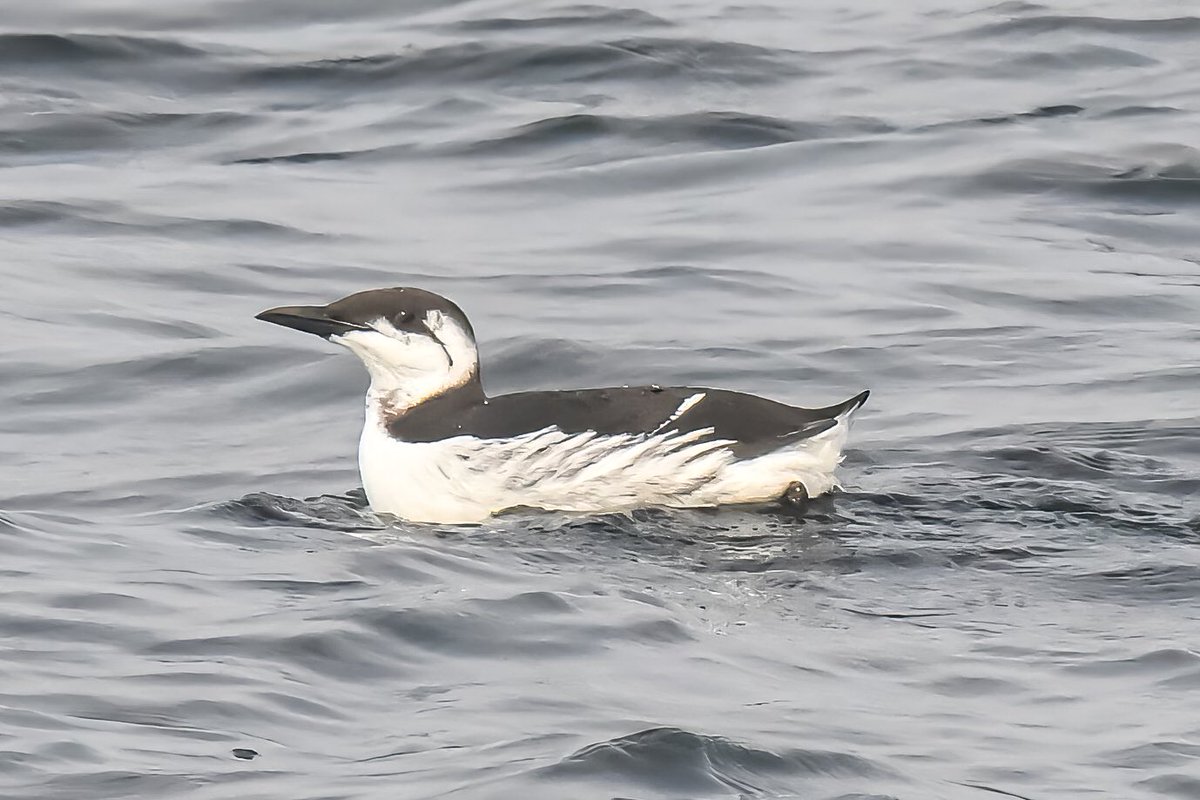 gigi_nyc's tweet photo. A few more fr Saturday's pelagic trip w @APCruises: a northern gannet, common murre, several razorbills, and a (blurry) dovekie eager to get away. #northerngannet #commonmurre #razorbill #dovekie #BirdsSeenIn2024 https://t.co/qEB19xhOQ7