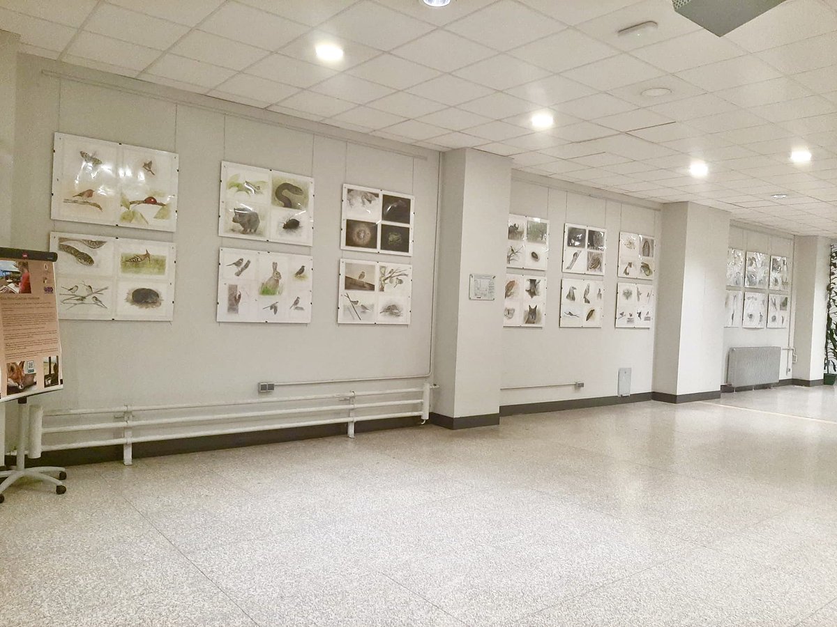 CientificateII's tweet photo. Me hace mucha ilusión compartir esta nueva experiencia. El próximo 26 de febrero se inaugura la exposición de dibujos de fauna de la #ComunidadDeMadrid en la Facultad de Ciencias Biológicas @BiologiaUcm https://t.co/0XCXfgiyF3 https://t.co/wzC8w9MDyJ